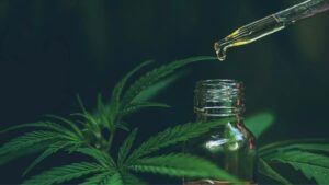 Read more about the article Kaj je CBD in konopljino olje?